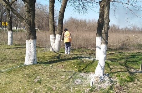 Бесполезная трата денег: почему в Петропавловске отказались белить деревья
