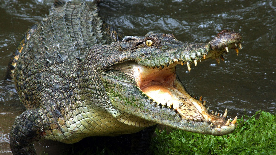 Крокодил-террорист съел 80 человек в Африке 