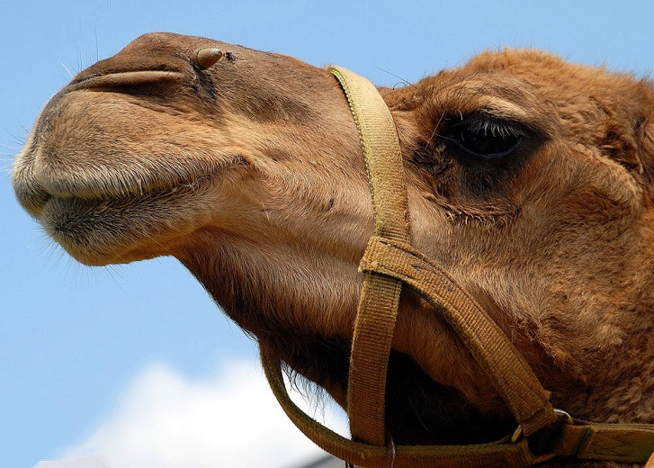 Верблюды вынуждены питаться картоном в Мангистау 