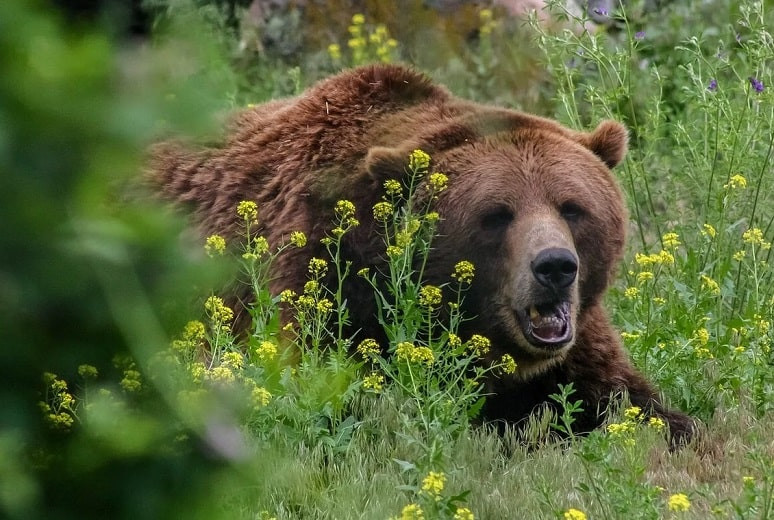 Голодный медведь гонялся за пчеловодом и разорял улья в ВКО