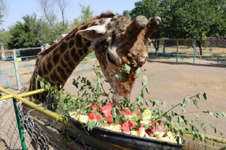 День рождения жирафа отпраздновали в Шымкенте