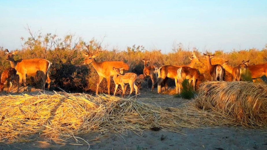 Крупнейший выпуск: 61 краснокнижный олень поселится в Казахстане
