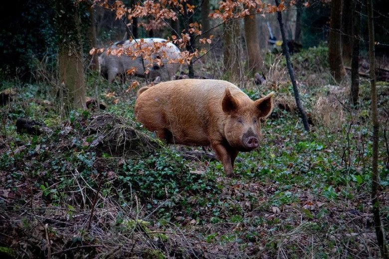 Хуже автомобилей: дикие свиньи оказались вредными для экологии