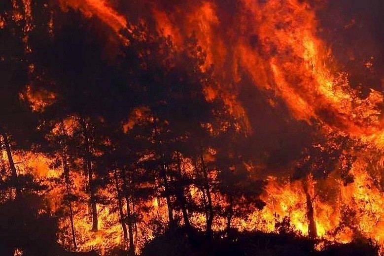 Лесные пожары в Турции: казахстанские волонтеры оказывают помощь