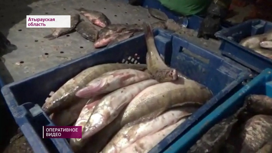 Злоумышленники перевозили рыбу на 23 млн тенге в Атырауской области 