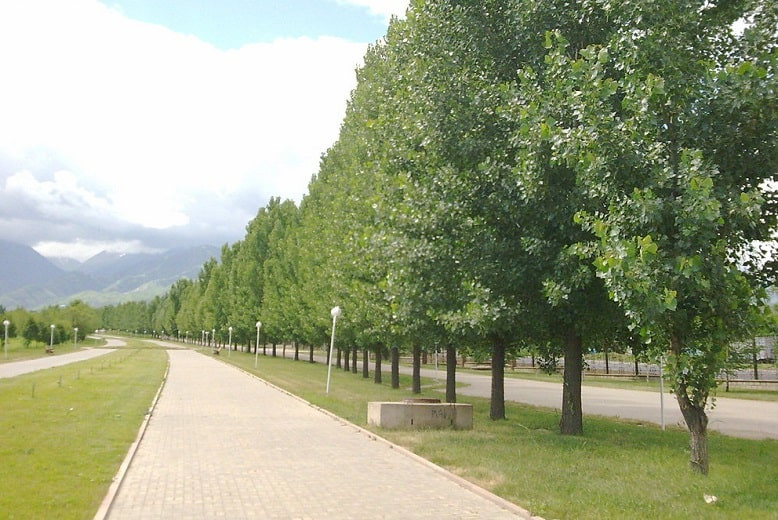 В Алматы запущен электронный реестр зеленых насаждений 