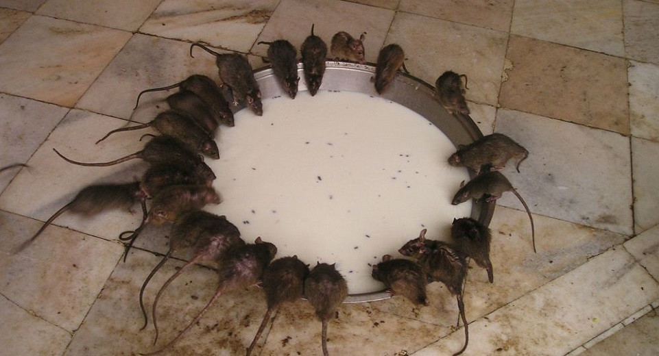 Крысы покусали жителей Шымкента: пострадали 22 человека 