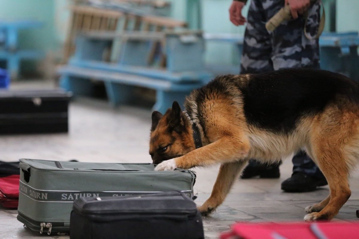 Собака помогла полицейским задержать иностранца с наркотиками