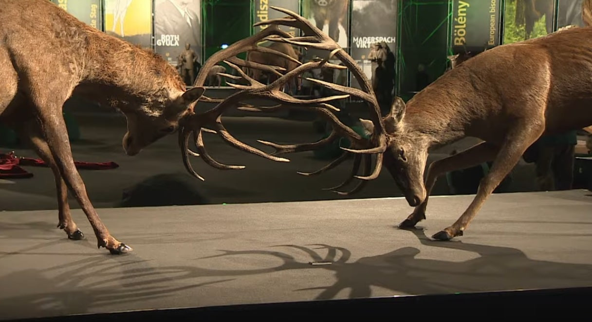 Всемирная охотничья выставка открылась в Будапеште