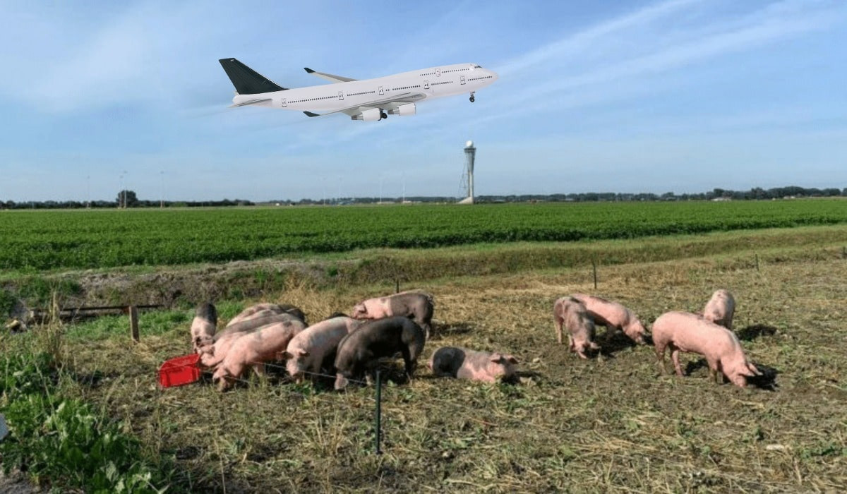 Свиньи против гусей: в аэропорту Амстердама наняли на работу поросят