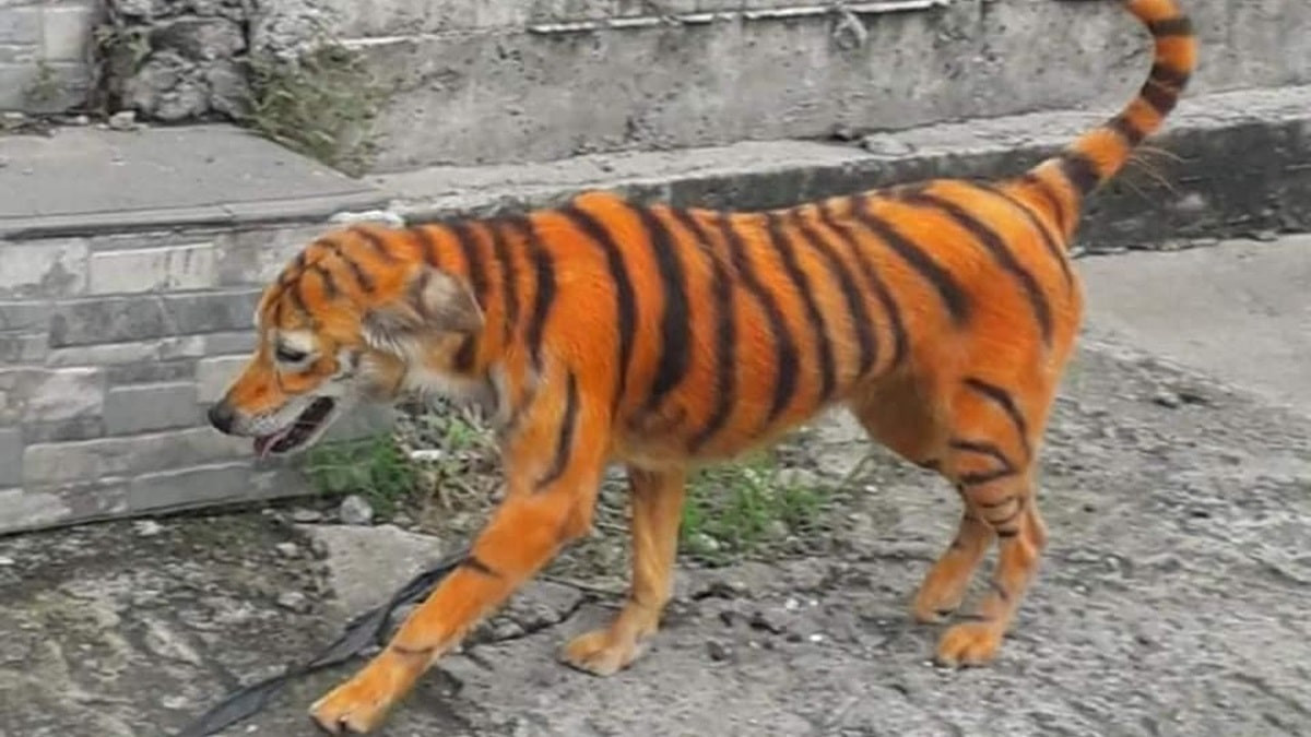 Креатив по-индийски: фермер перекрасил собаку в тигра для защиты урожая