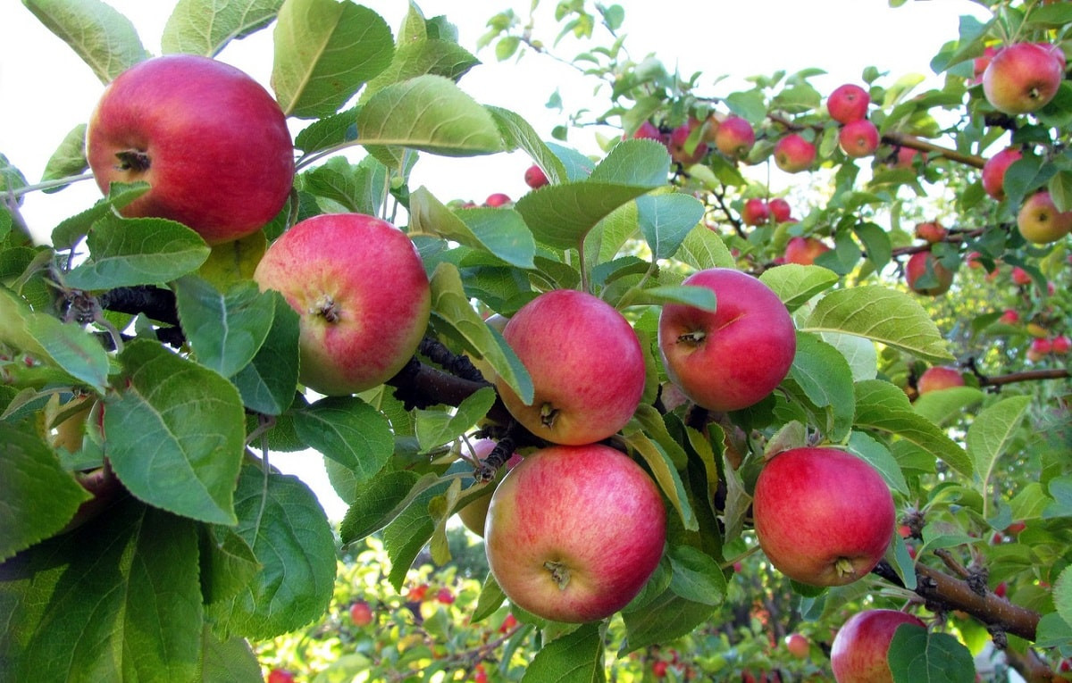 Не все яблоки одинаково полезны - советы диетолога