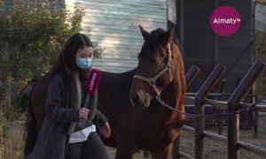 Из стойла в репортеры: Лошадь попыталась отобрать микрофон у корреспондента Almaty.tv