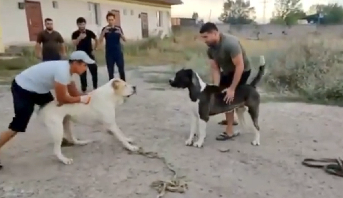 Четвероногие "убийцы": в Алматинской области пожаловались на организаторов собачьих боев 