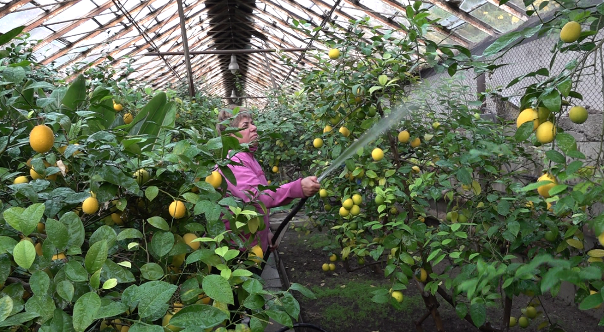 Лимон в Алматы: в уникальной теплице начался урожайный сезон 