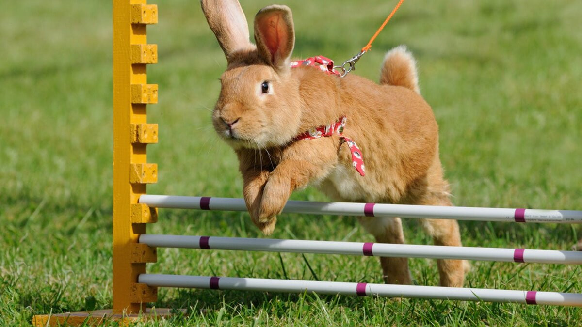 Быстрее и выше: соревнования по прыжкам среди кроликов проводятся в Швеции