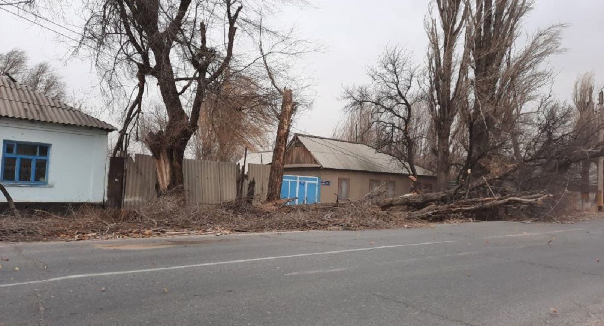 Жамбыл облысында боран салдарынан ағаштар құлап, көліктер аударылып қалды – фото