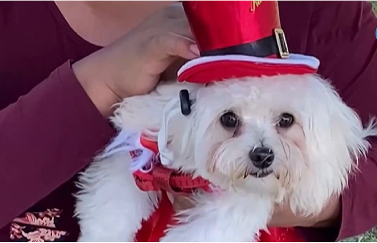 Собаки в новогодних костюмах: необычный парад прошел в Перу