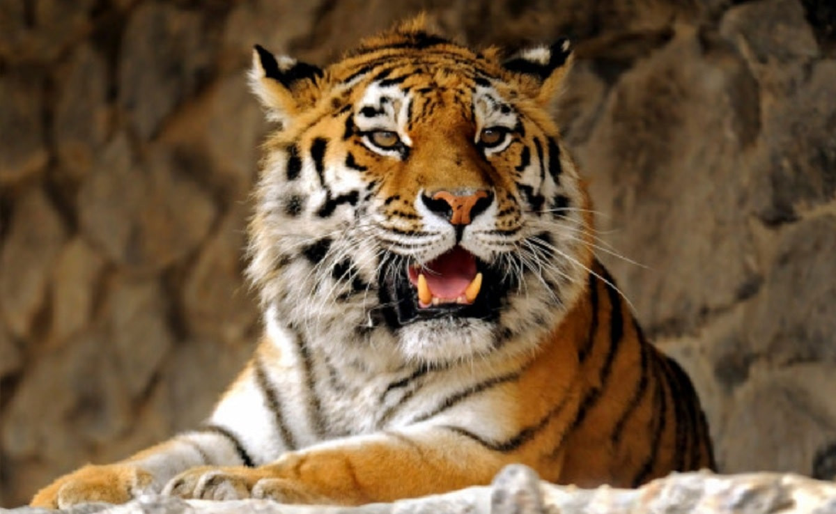 Амурских тигров завезли в Алматинский зоопарк