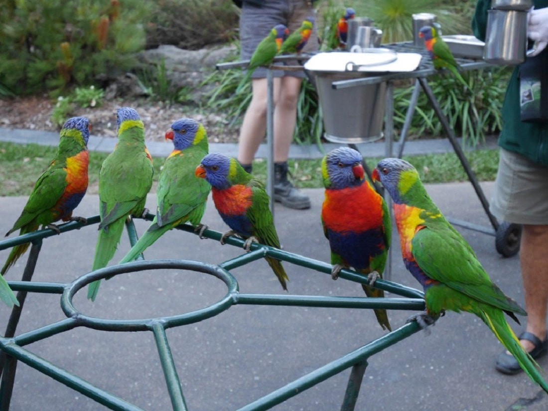 Нетрезвые попугаи испугали жителей австралийского города