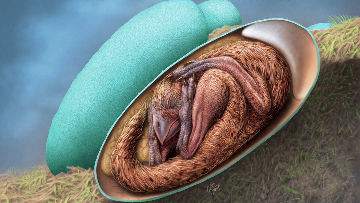 Ученые нашли сохранившийся эмбрион динозавра