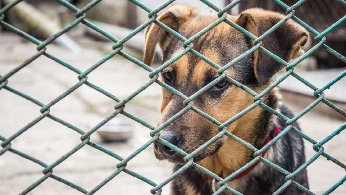 Какое наказание грозит за жестокое обращение с животными в Казахстане 