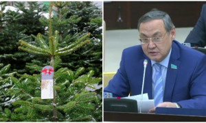 В Казахстане под видом импортных могут продавать вырубленные ели - сенатор 