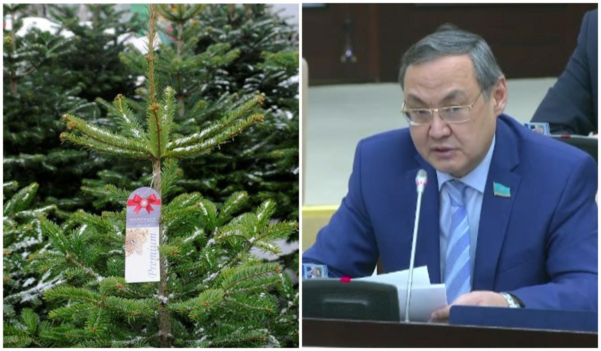 В Казахстане под видом импортных могут продавать вырубленные ели - сенатор 