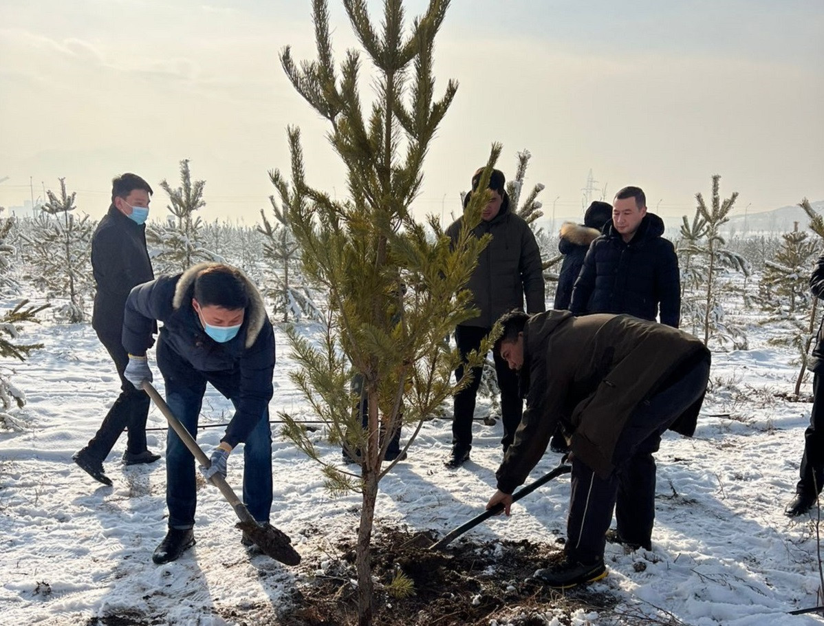 Забота об экологии: в Алматы в первый день Нового года высаживали деревья