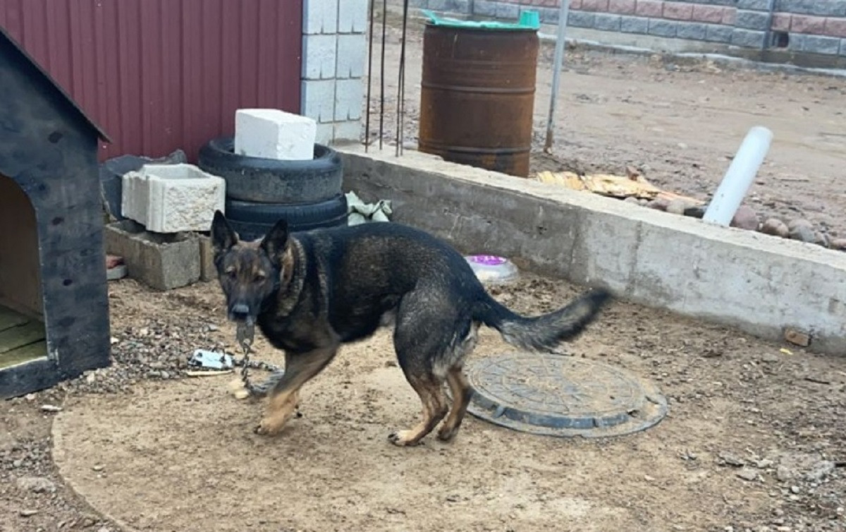 Бандиты похитили служебную собаку во время беспорядков в Алматы