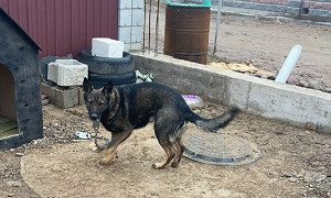 Бандиты похитили служебную собаку во время беспорядков в Алматы