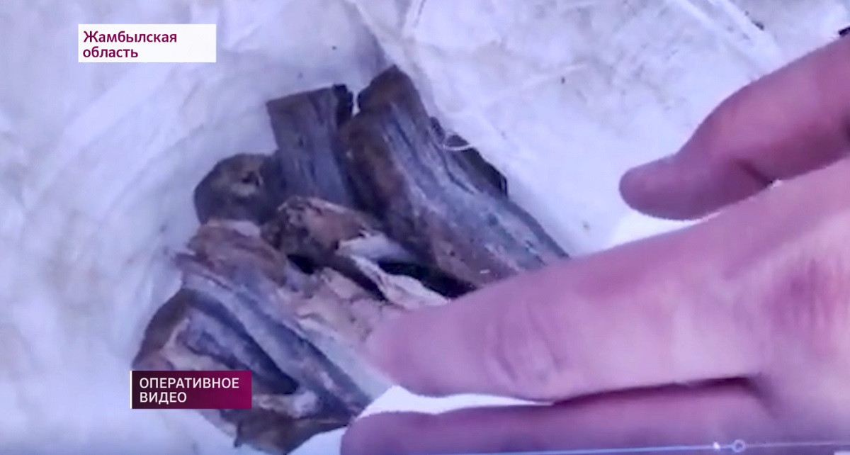Житель Шымкента пытался перевезти 20 тонн саксаула за границу