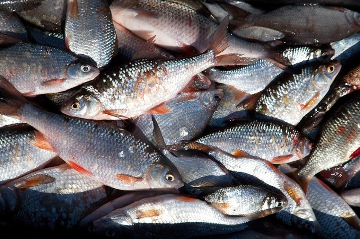 Массовая гибель рыб зафиксирована в Кызылординской области 