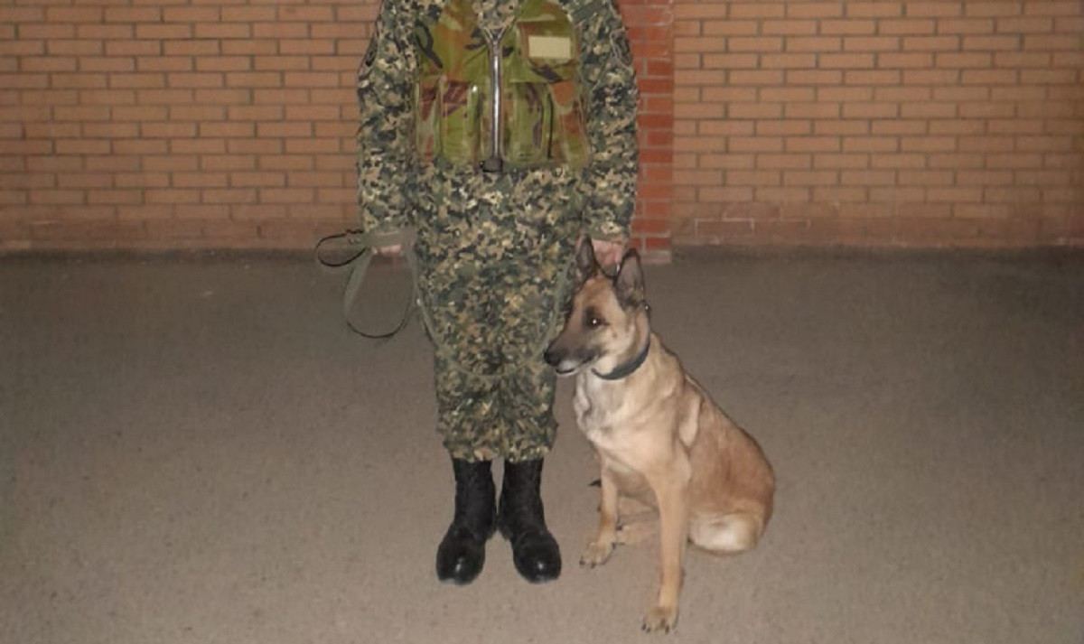 Тайник с оружием нашла собака в микрорайоне Мамыр
