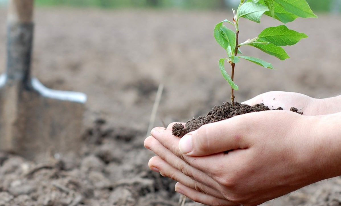 В этом году в Алматы высадят 350 000 деревьев 