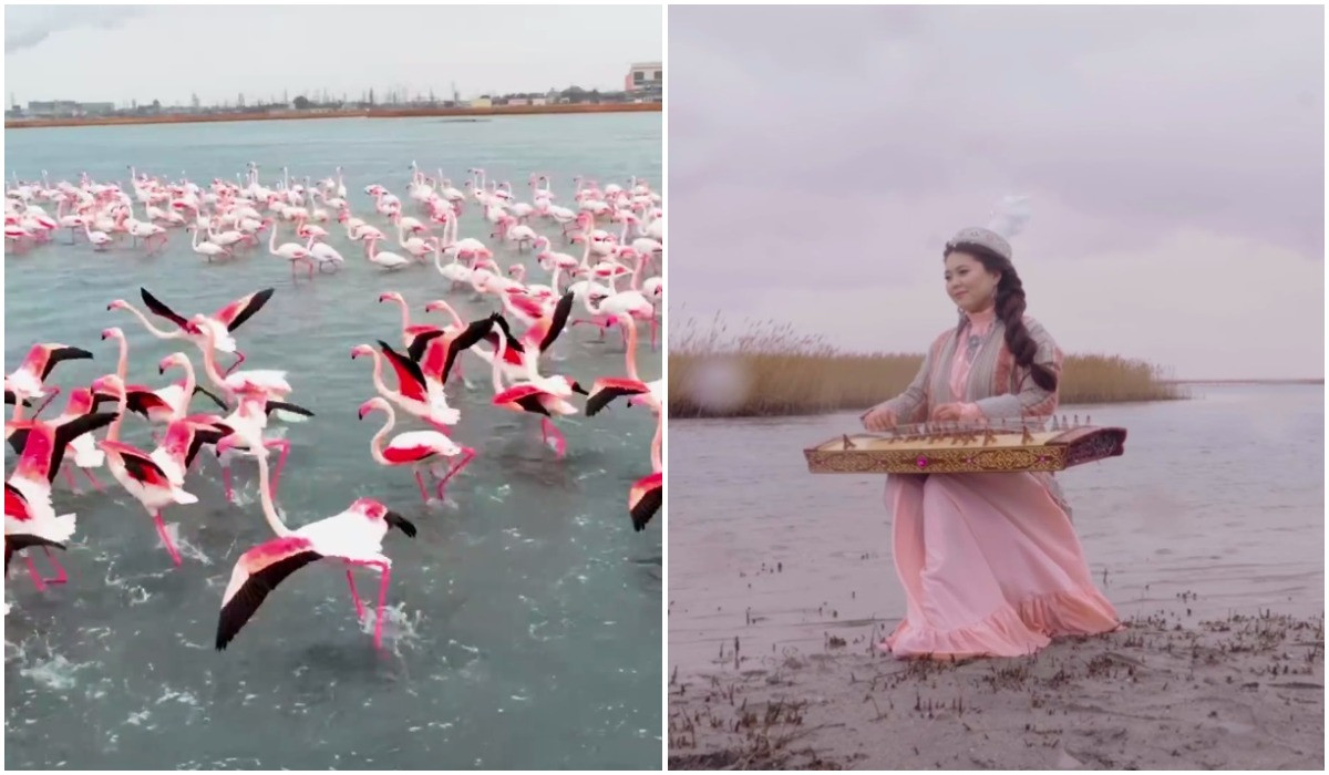 Алматинка приехала в Мангистау ради видео с розовыми фламинго 
