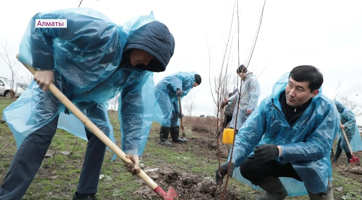Сотрудники прокуратуры Алатауского района Алматы высадили деревья 