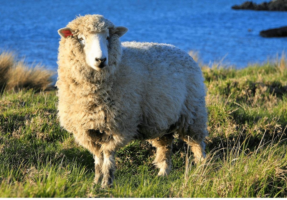 Конкурс овечьей красоты стартовал в Алматинской области