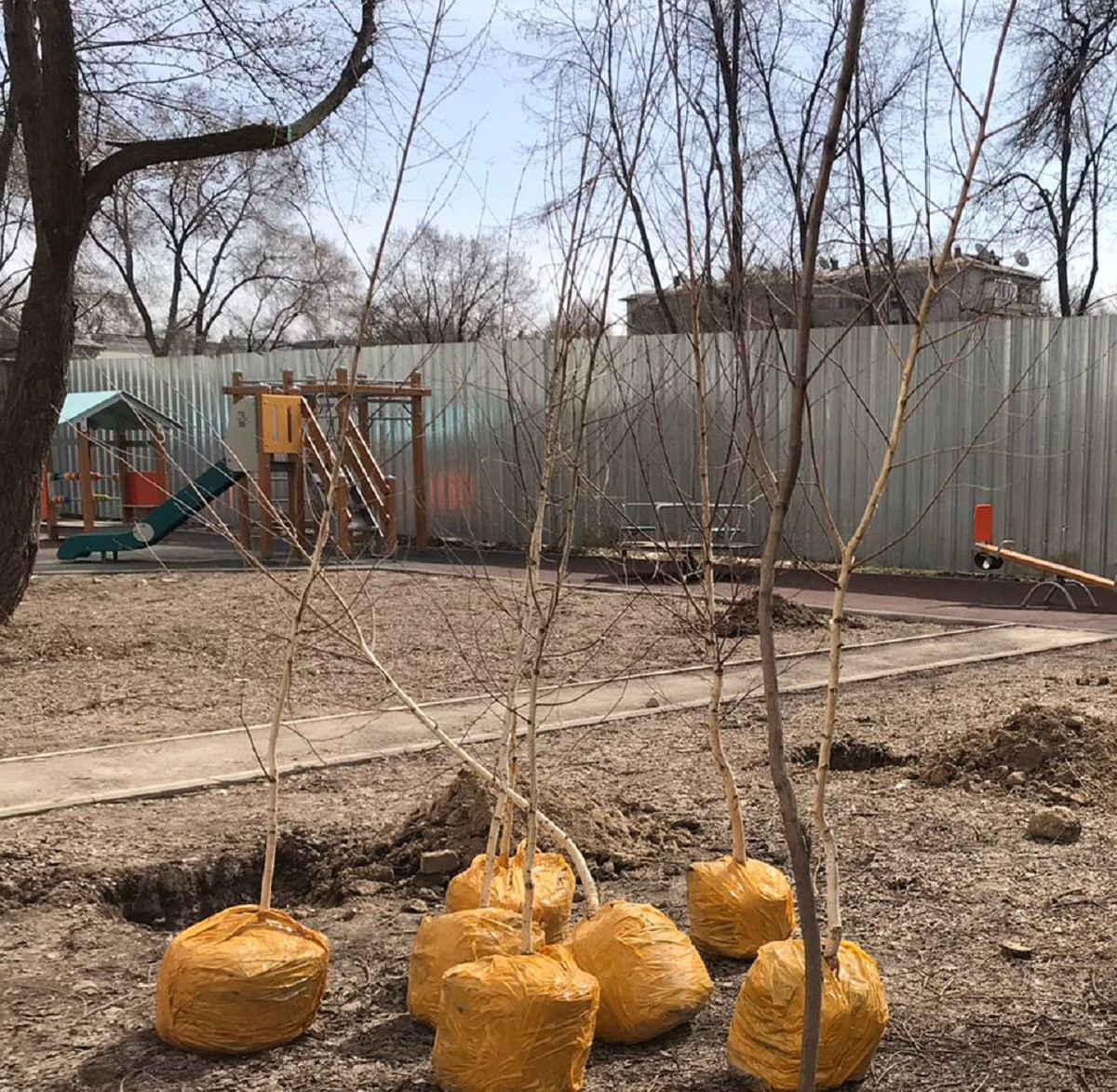 В Алматы жителям раздадут 2400 саженцев в рамках акции "Зеленый двор" 