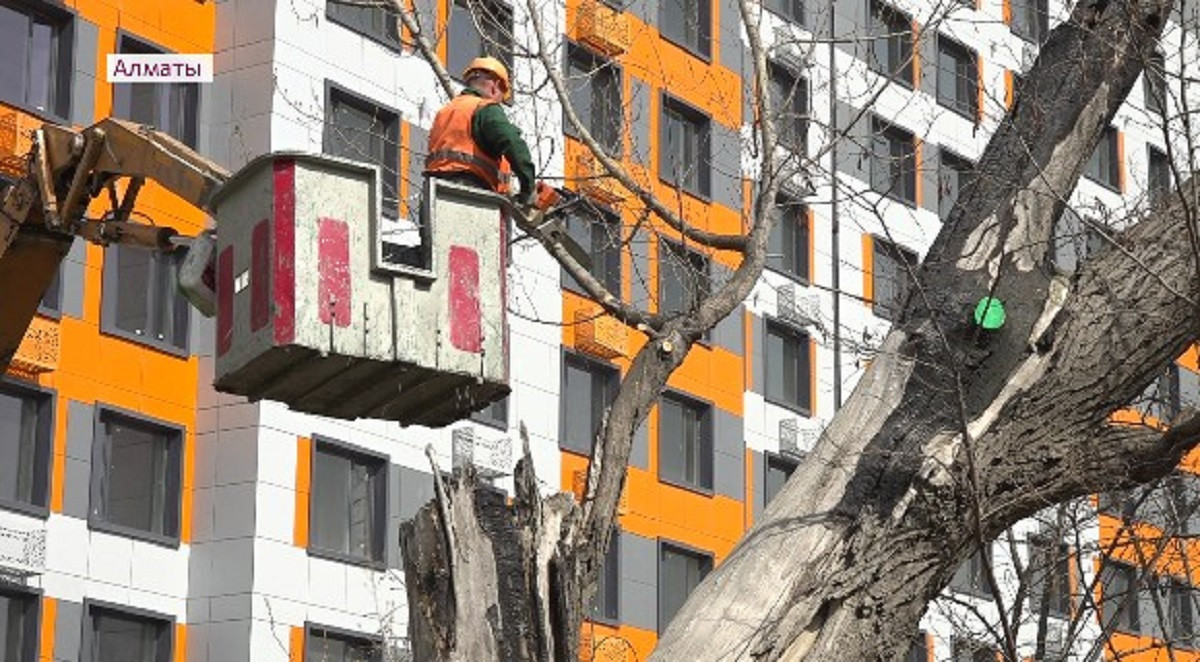 В Алматы началась масштабная работа по санитарной обрезке аварийных деревьев