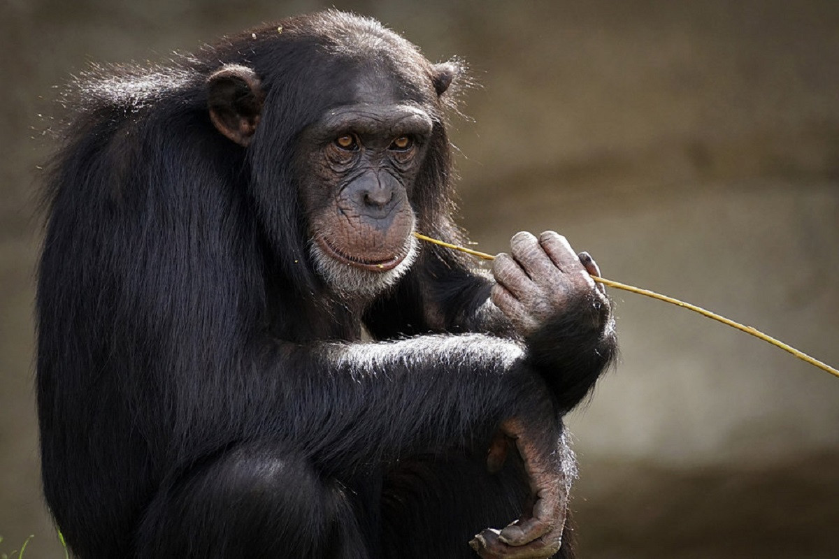 Шимпанзе сбежал из клетки и толкнул ребенка в зоопарке Алматы 