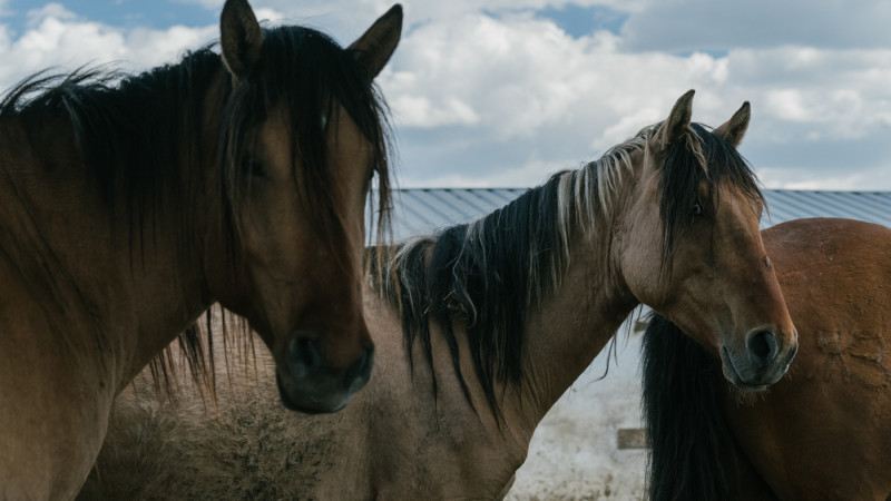 Названа причина гибели и болезни лошадей в Атырауской области