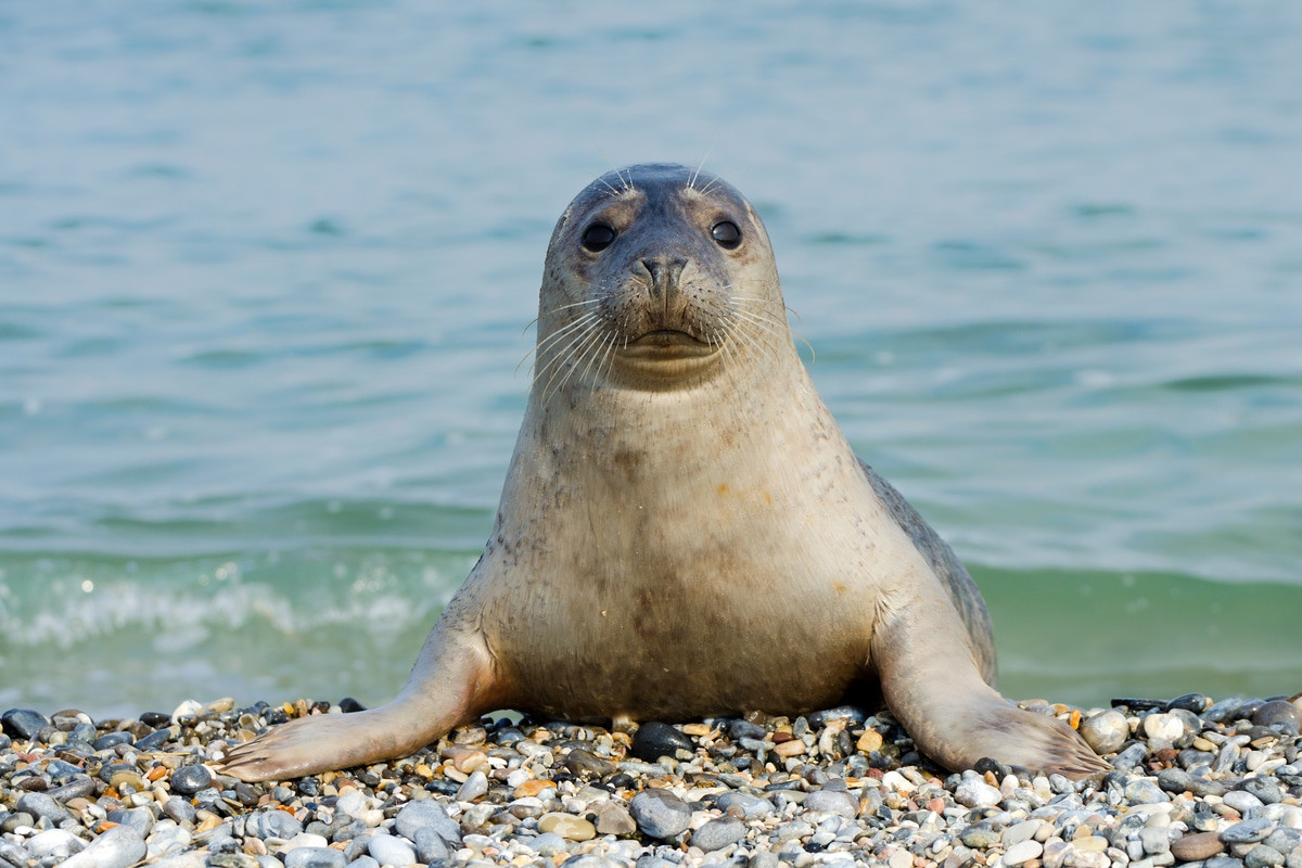 Трагедия на Каспии: произошла массовая гибель тюленей