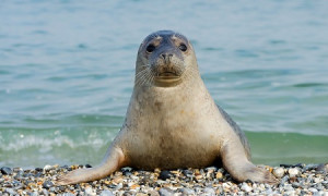 Трагедия на Каспии: произошла массовая гибель тюленей