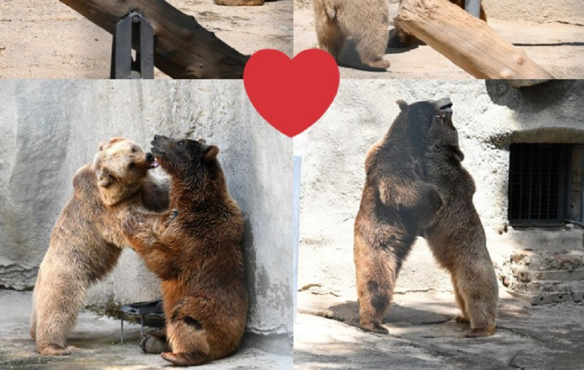 Свидание организовали медведям в ташкентском зоопарке 