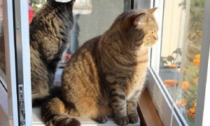 Гулять запрещается: под домашний арест отправили всех кошек в немецком городе