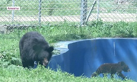 В Алматинском зоопарке родился медвежонок 