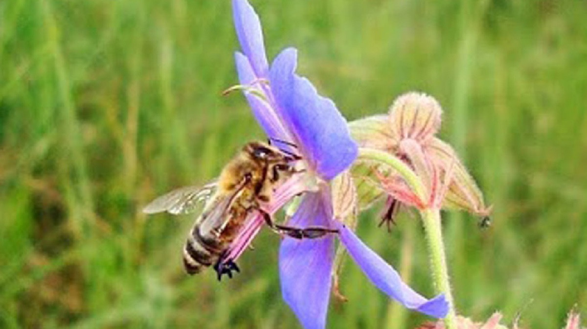 Опасный вирус может уничтожить пчел во всем мире - ученые