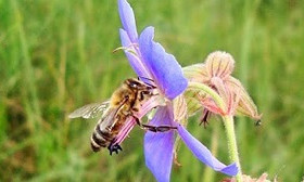 Опасный вирус может уничтожить пчел во всем мире - ученые