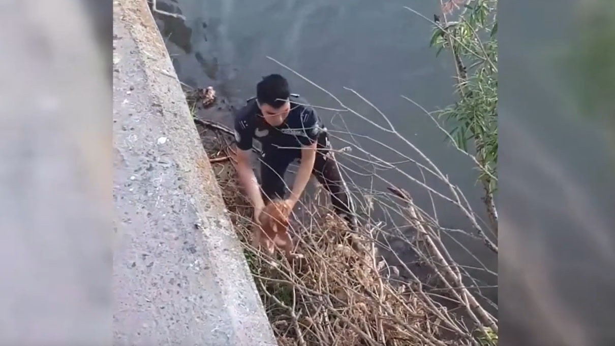Благородный поступок: полицейский спас кота из воды в Усть-Каменогорске